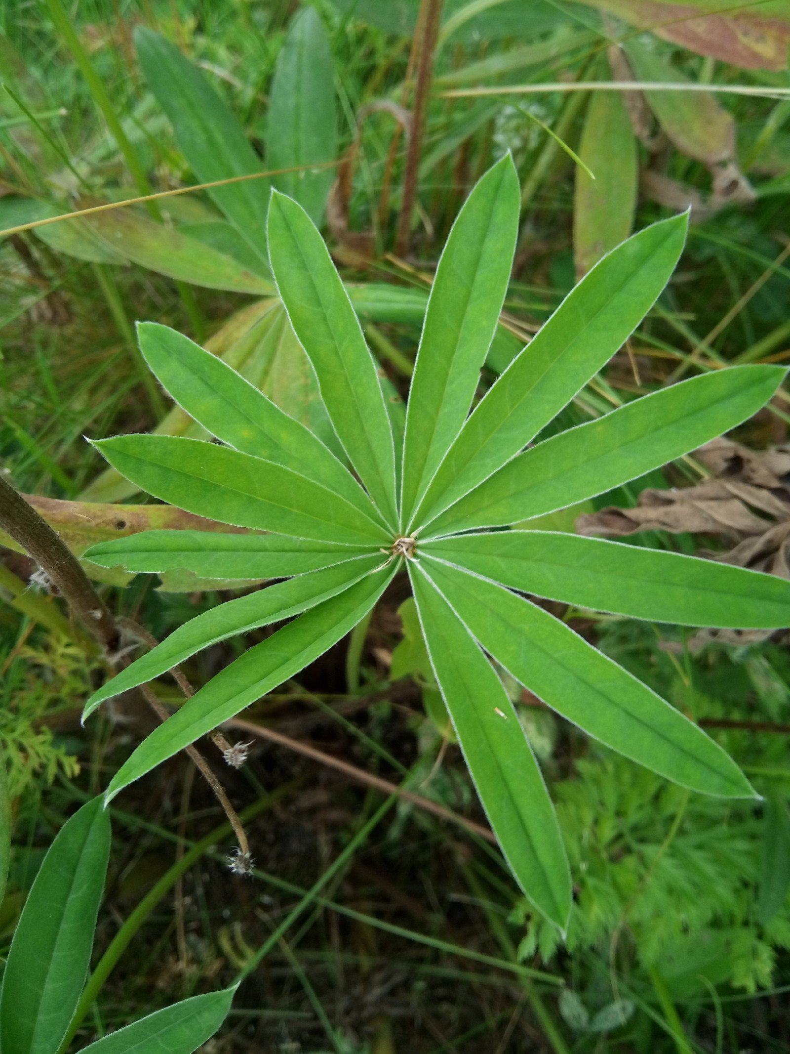 Lupinus polyphyllus - Leaf