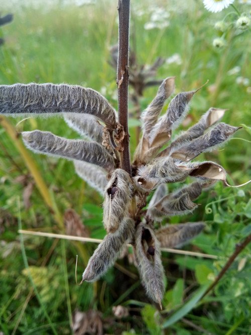 Lupinus polyphyllus