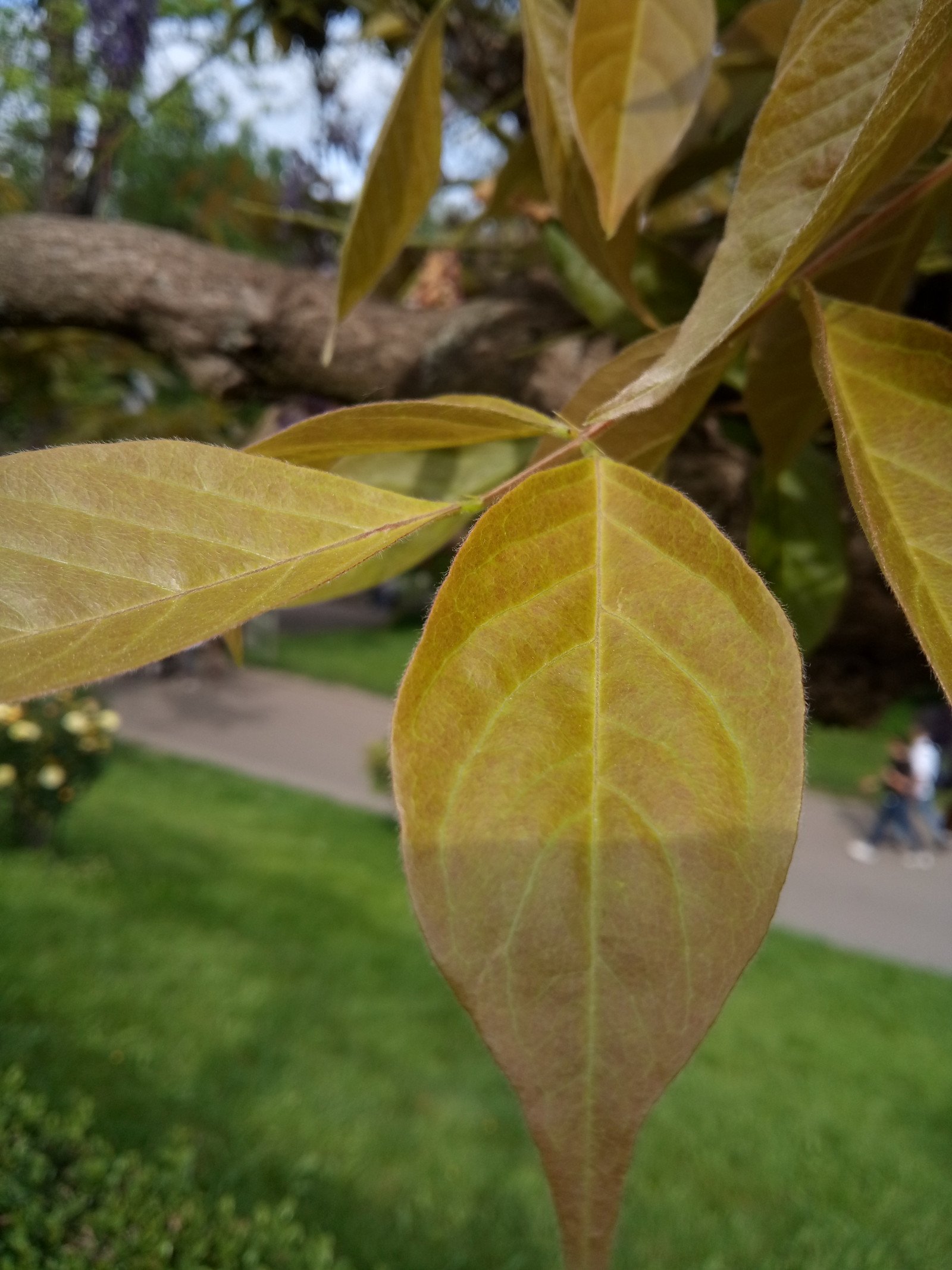 Wisteria floribunda - Leaf