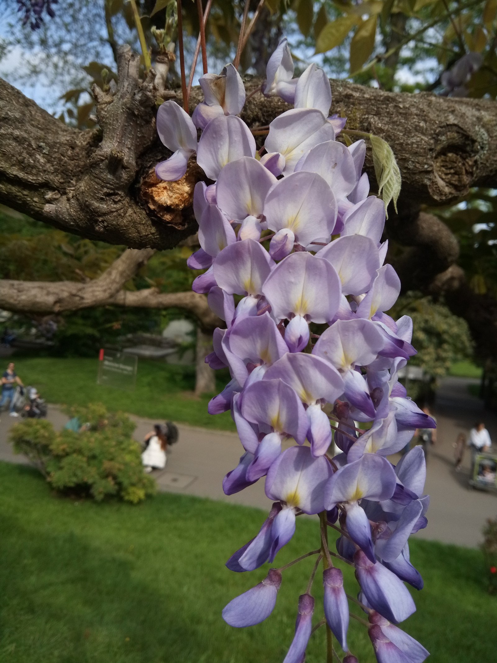 Wisteria floribunda - Flower