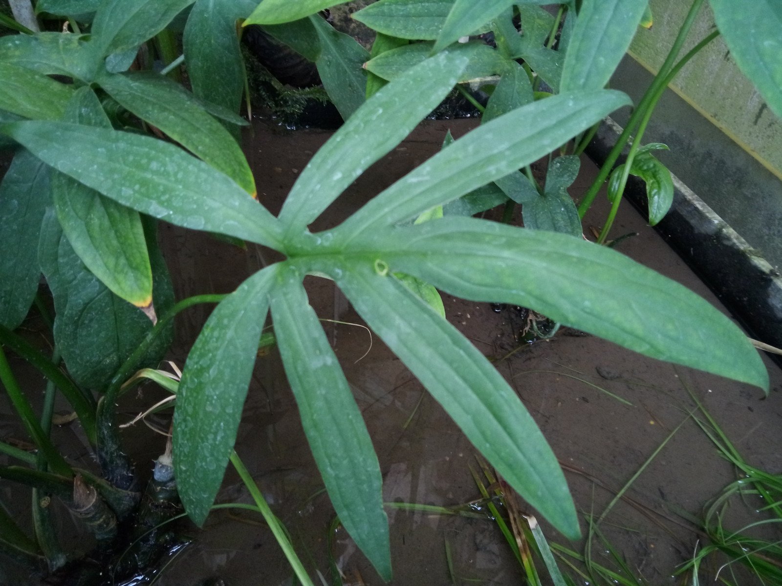 Lasia spinosa - Leaf