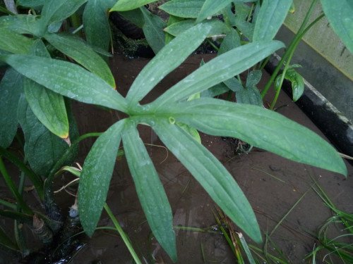 Lasia spinosa