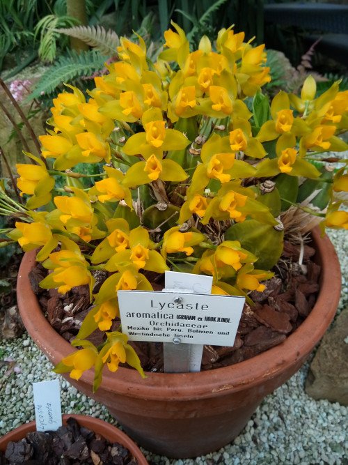 Lycaste aromatica