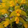 Lycaste aromatica