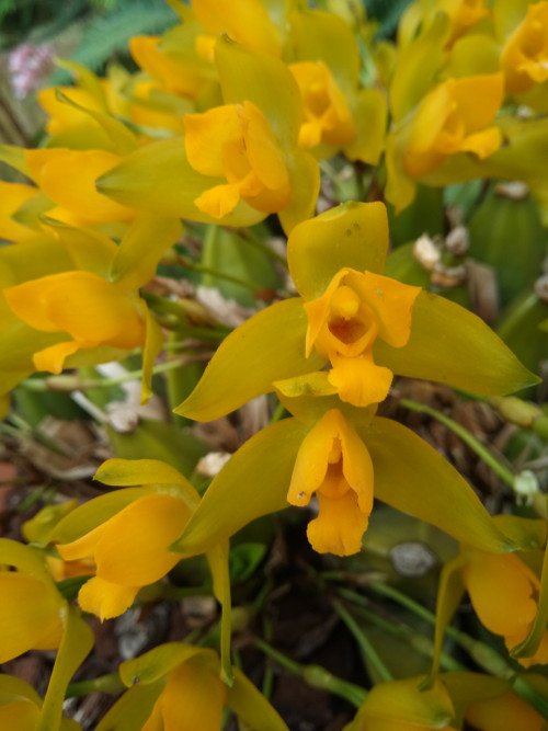 Lycaste aromatica