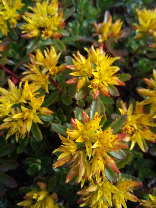 Phedimus spurius