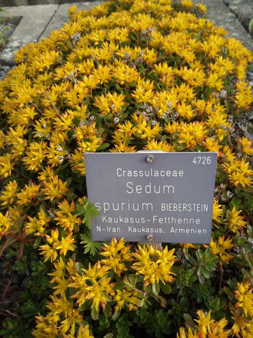 Phedimus spurius