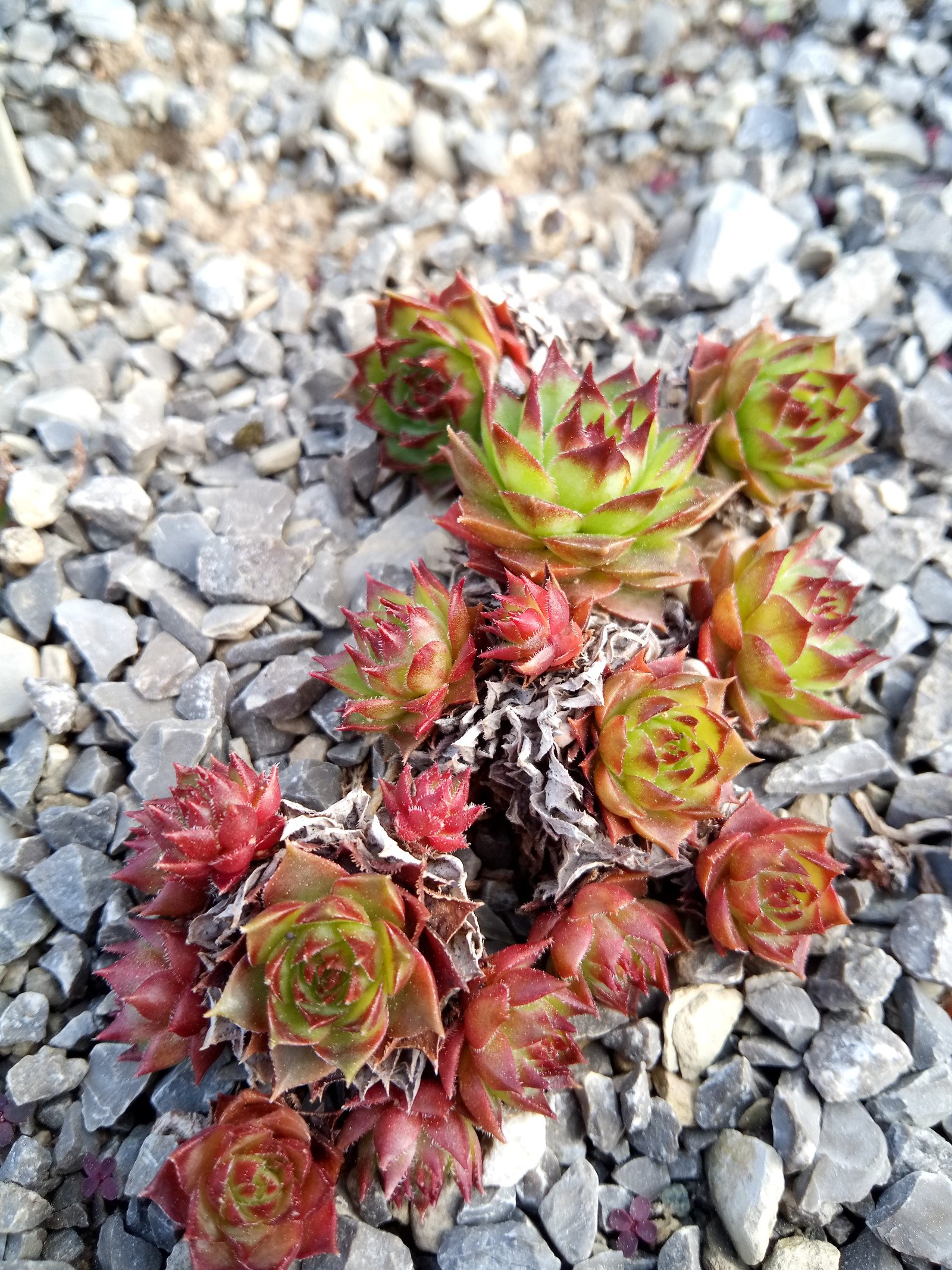 Sempervivum tectorum - Entire plant
