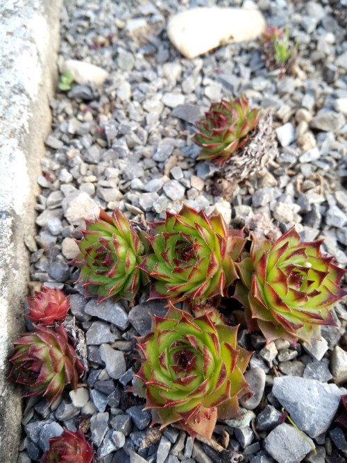 Sempervivum tectorum
