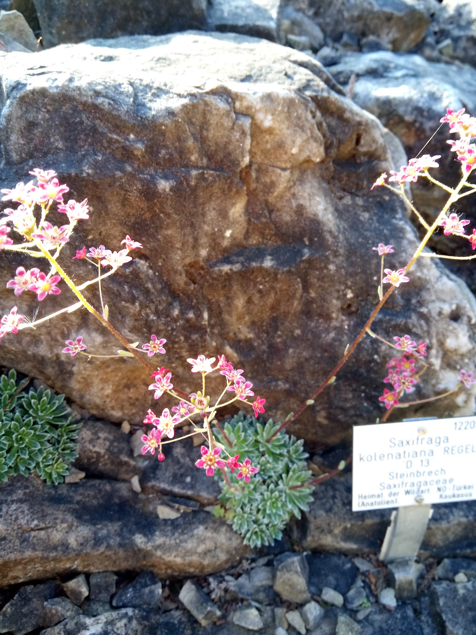 Saxifraga paniculata - Entire plant