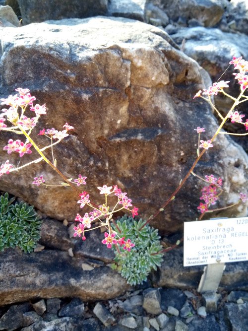 Saxifraga paniculata