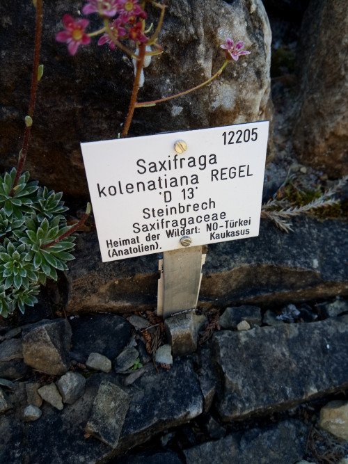 Saxifraga paniculata