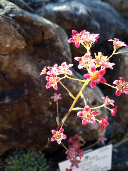 Saxifraga paniculata