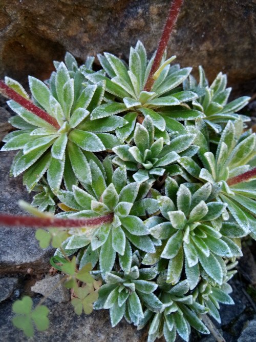 Saxifraga paniculata