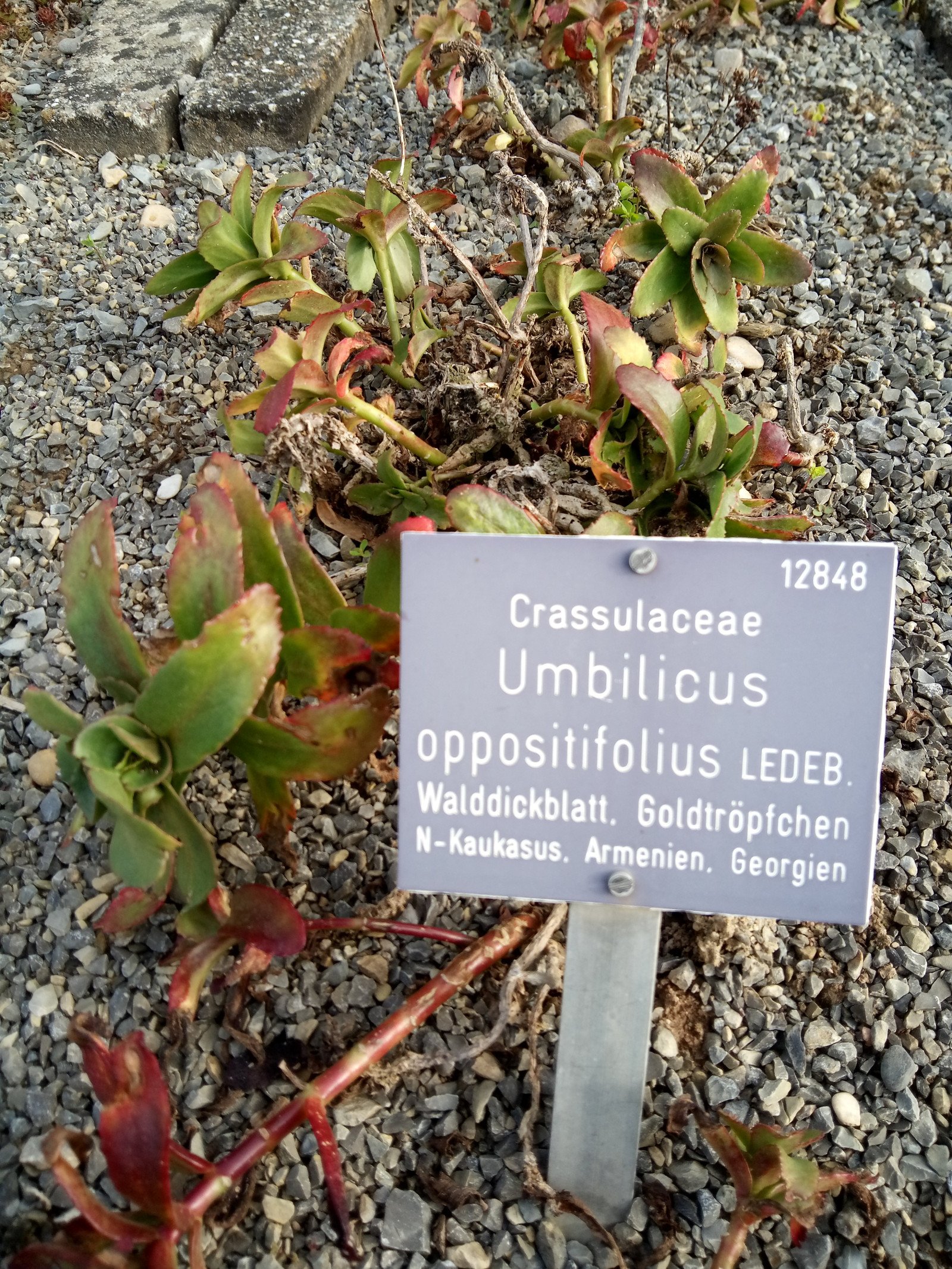 Chiastophyllum oppositifolium - Entire plant
