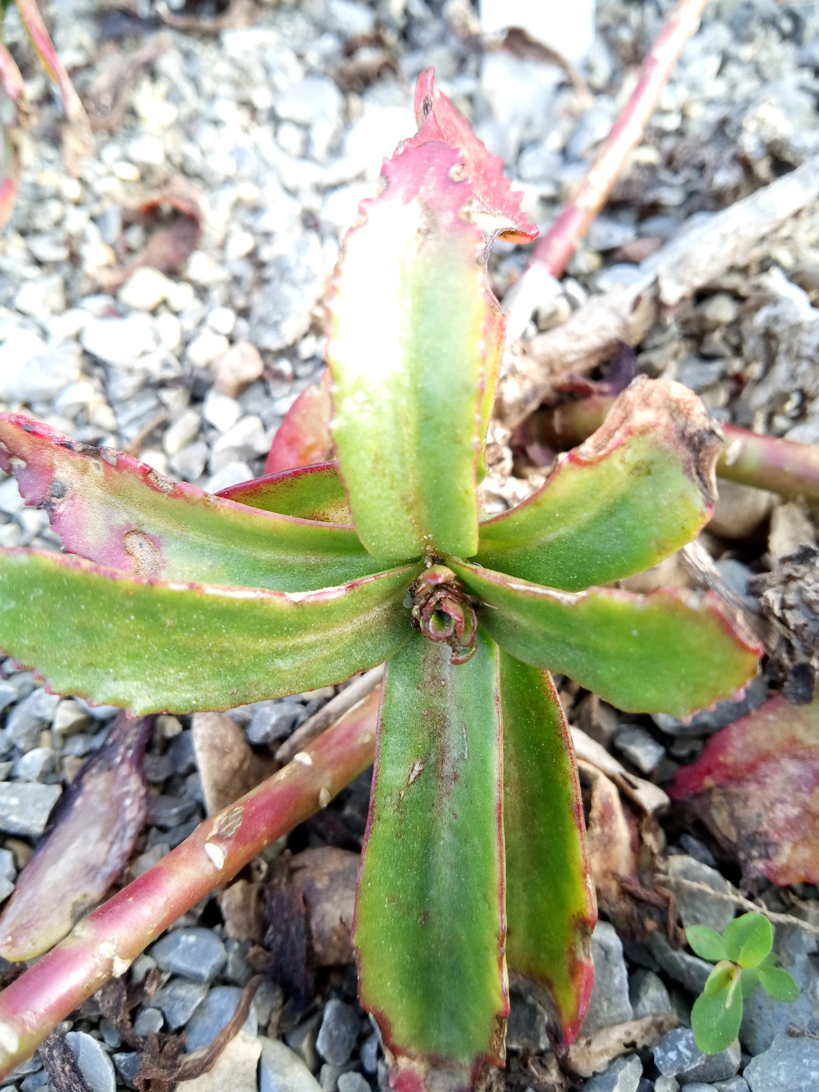 Chiastophyllum oppositifolium - Aerial parts