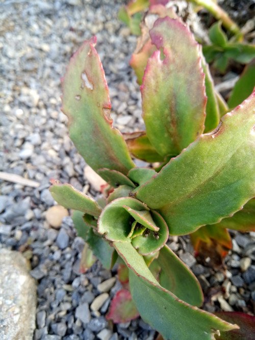 Chiastophyllum oppositifolium