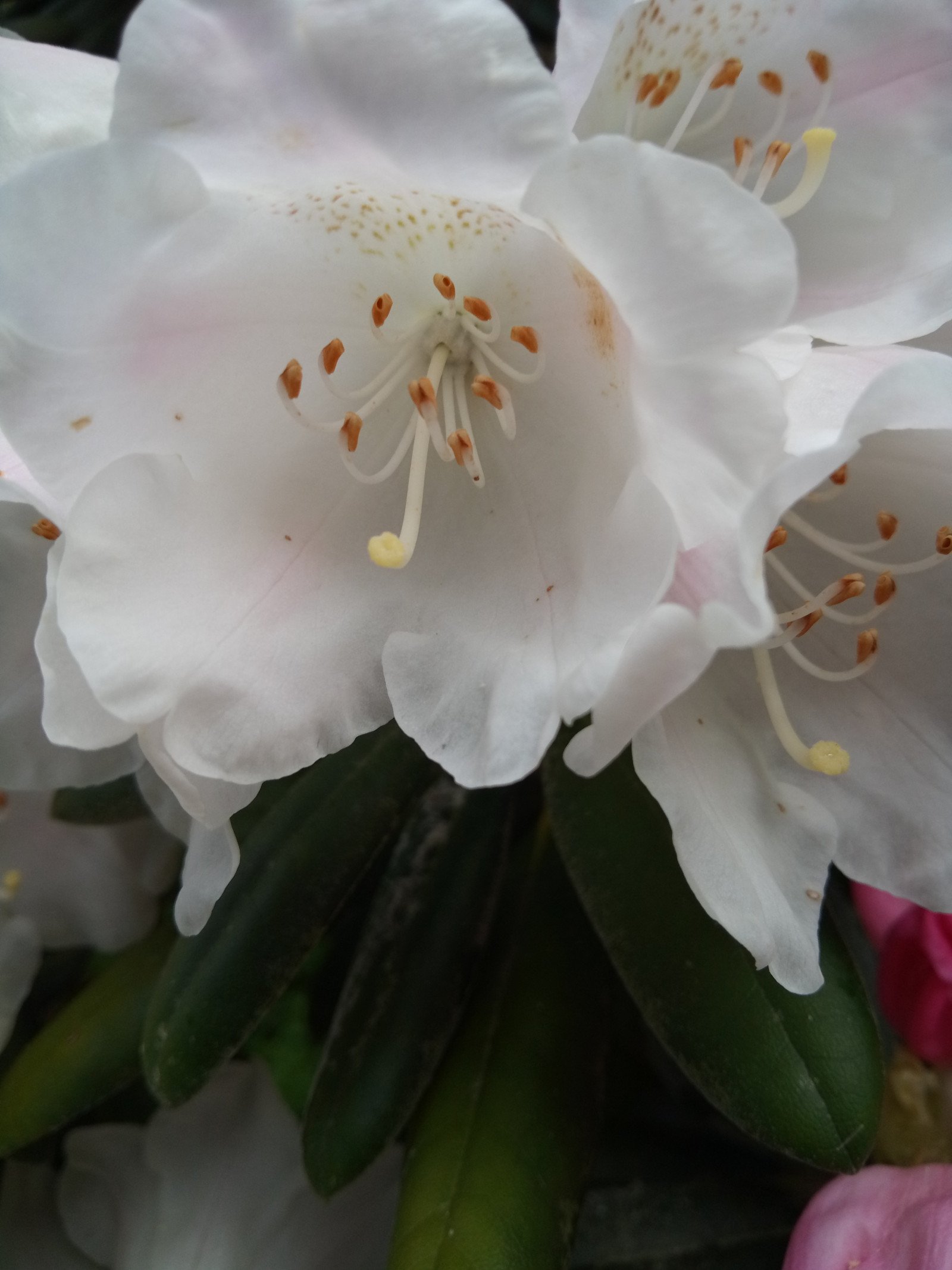 Rhododendron degronianum - Flower