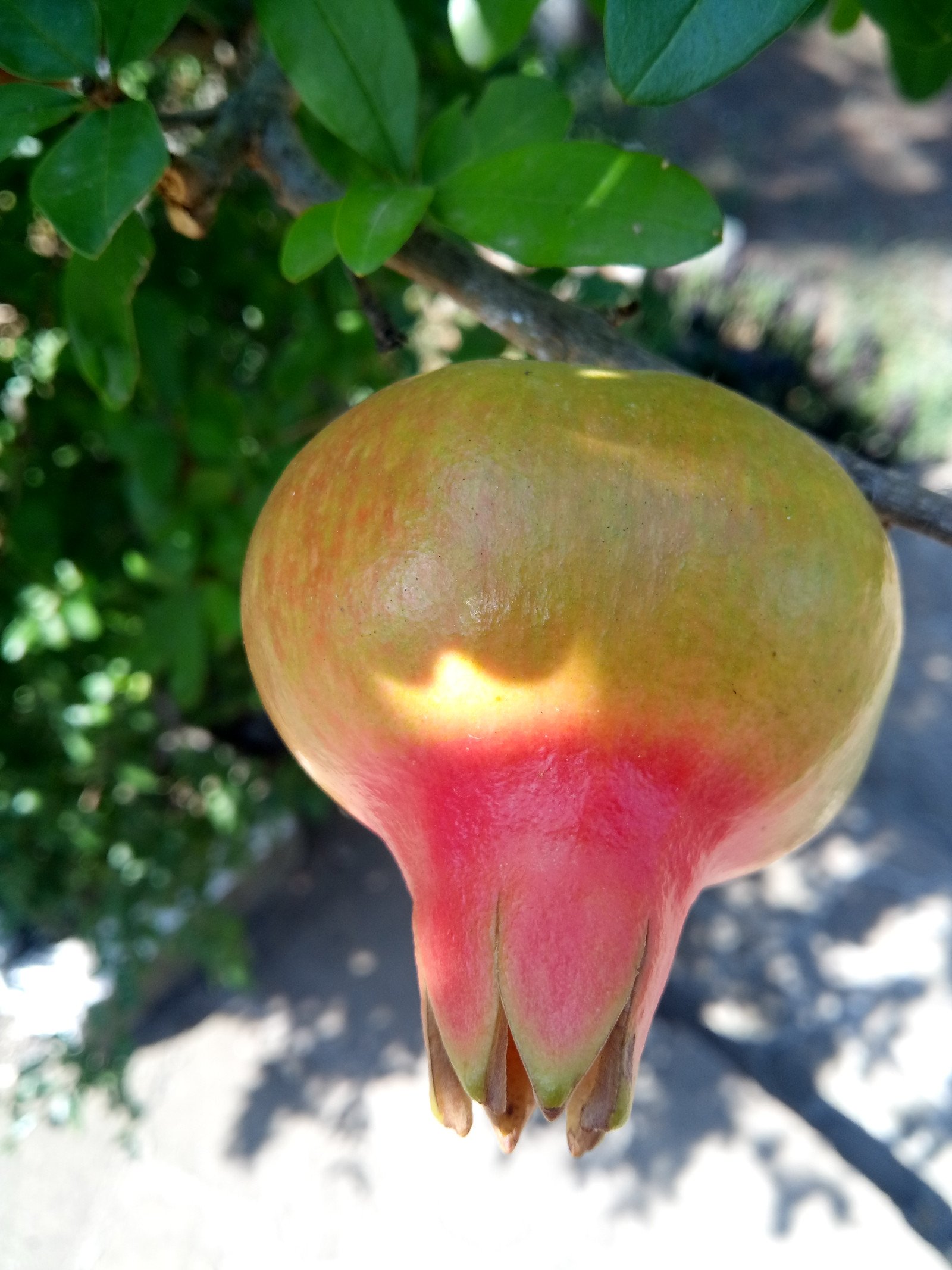 Punica granatum - Fruit