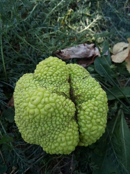 Maclura pomifera