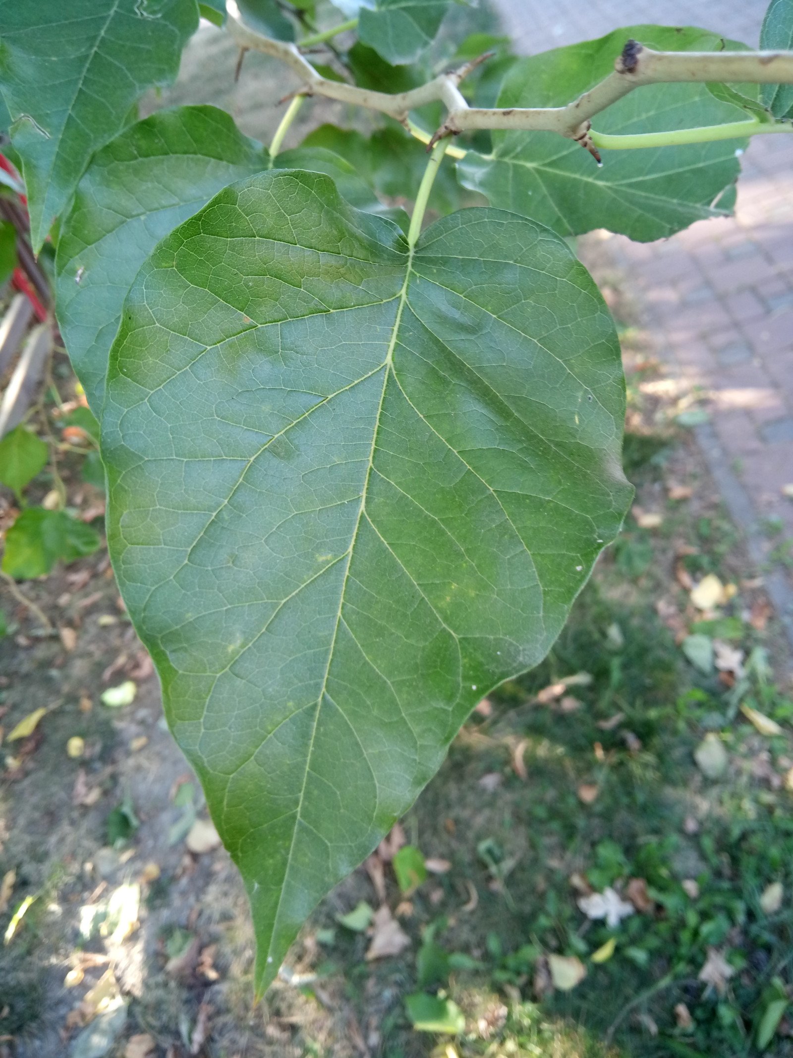 Maclura pomifera - Leaf