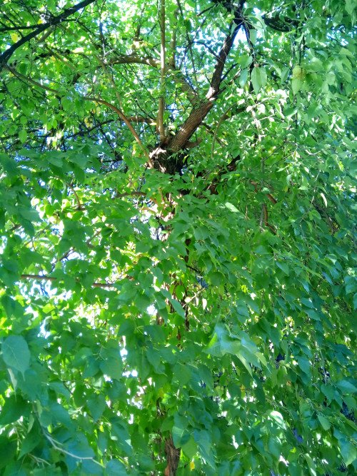 Maclura pomifera