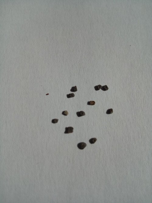 Pollia condensata