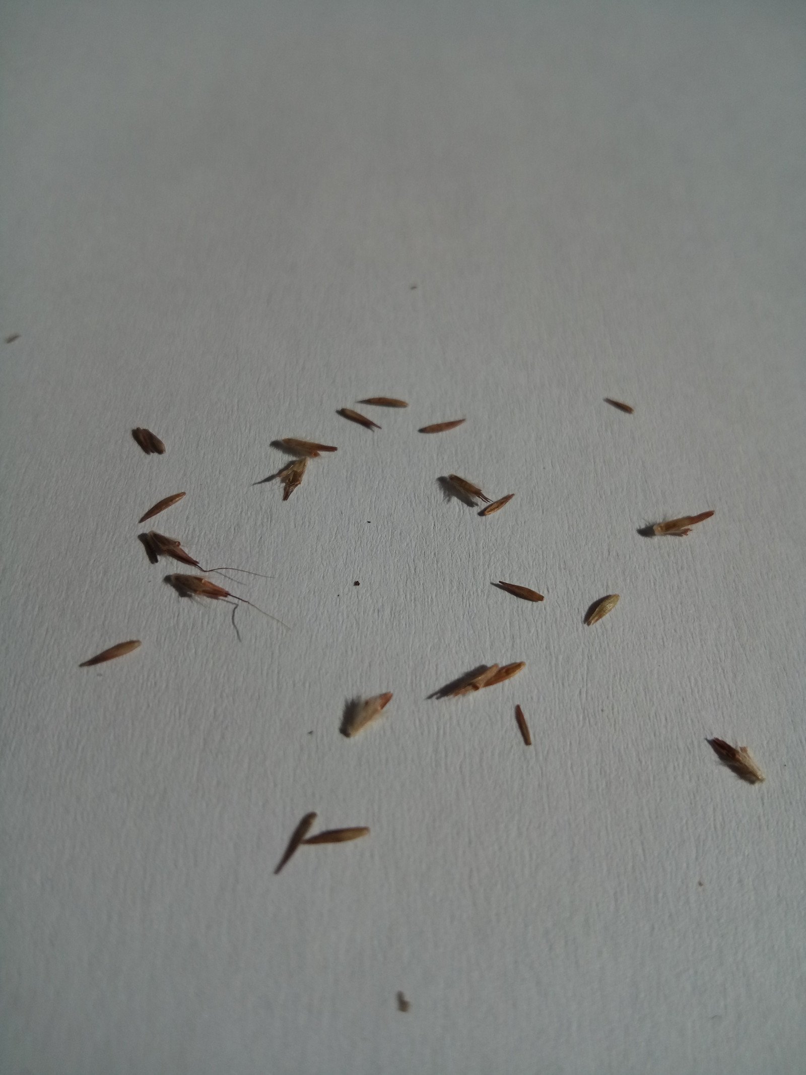 Cymbopogon citratus - Seed