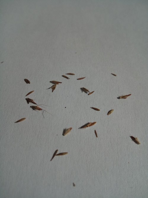 Cymbopogon citratus