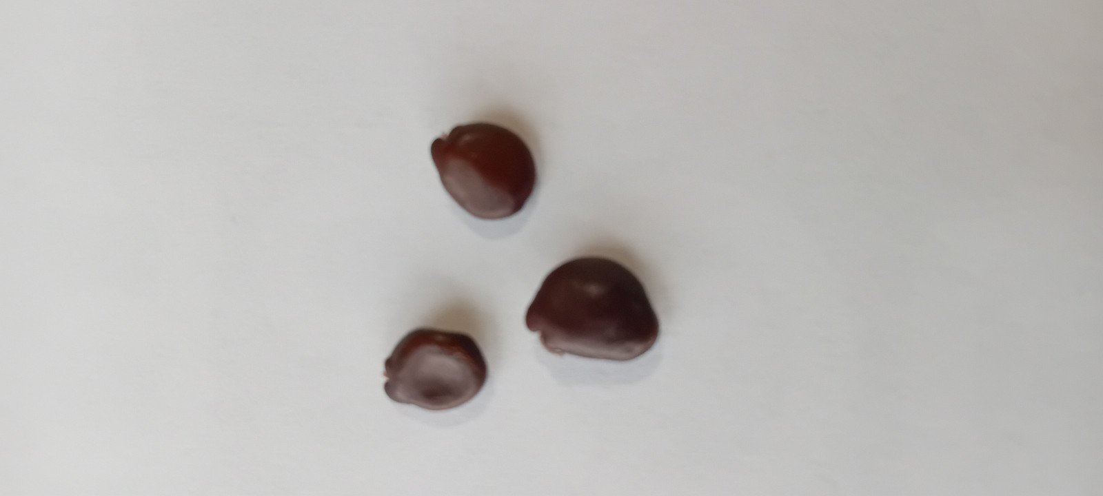 Ceratonia siliqua - Seed