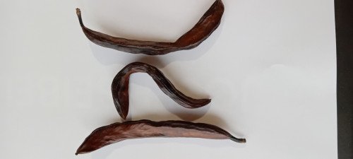 Ceratonia siliqua
