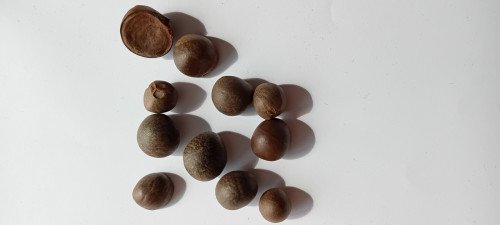 Camellia sinensis