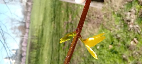 Forsythia suspensa