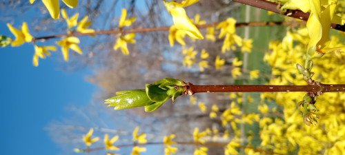 Forsythia suspensa