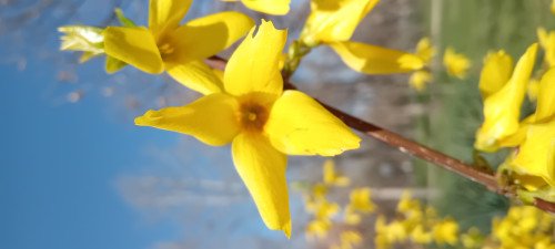 Forsythia suspensa