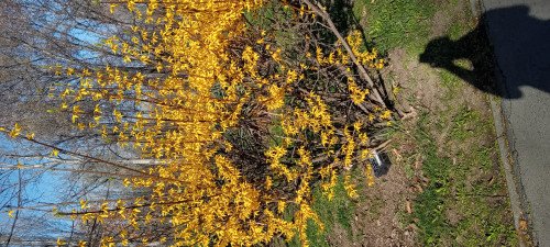 Forsythia suspensa