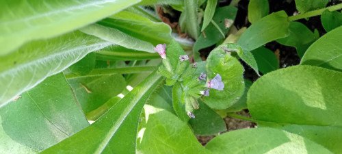 Pulmonaria mollis