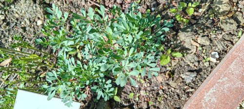 Ruta graveolens