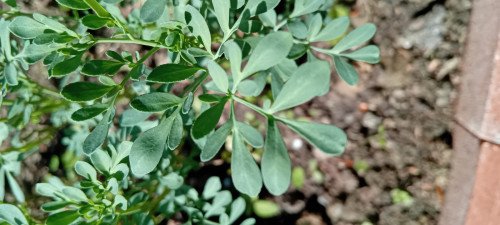 Ruta graveolens