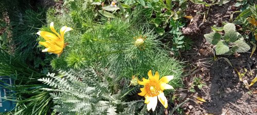 Adonis vernalis