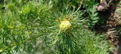 Adonis vernalis