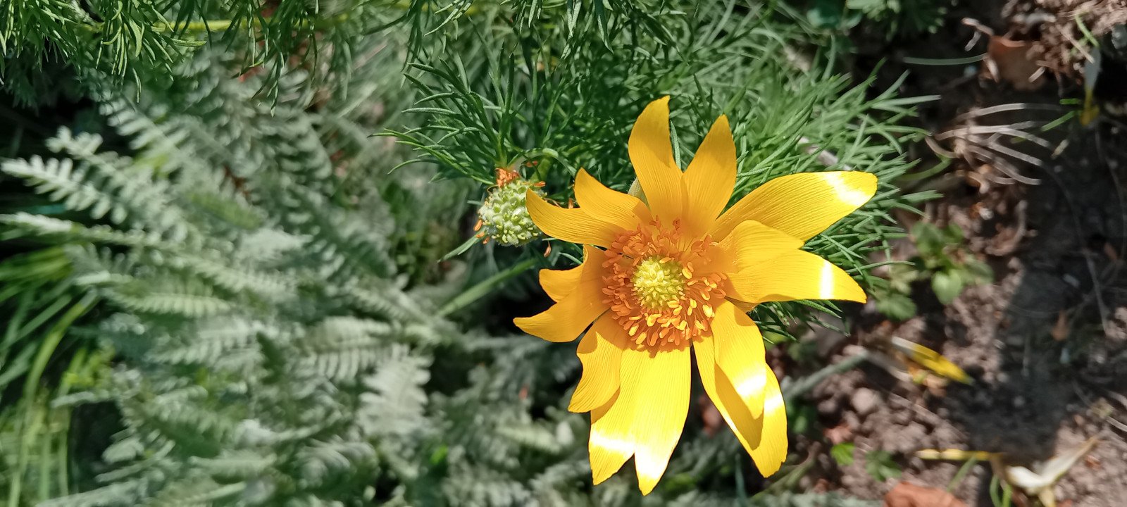 Adonis vernalis - Flower