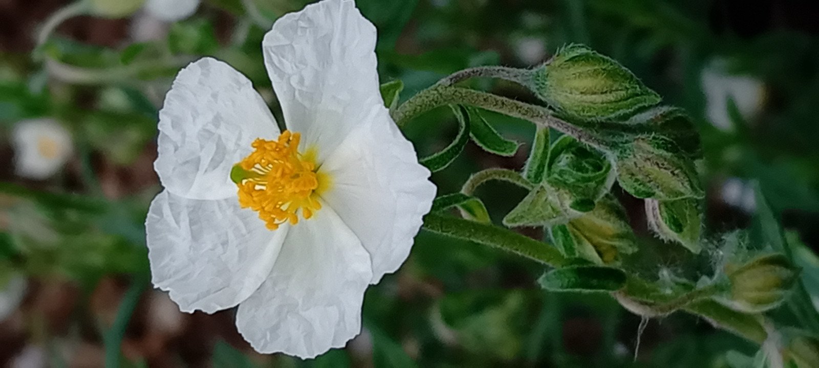Helianthemum apenninum - Flower