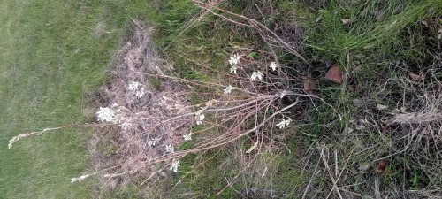 Amelanchier lamarckii