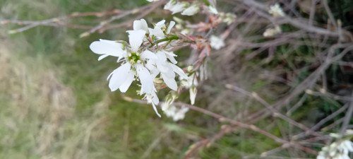 Amelanchier lamarckii