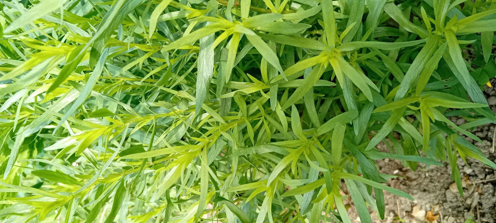 Artemisia dracunculus - Aerial parts