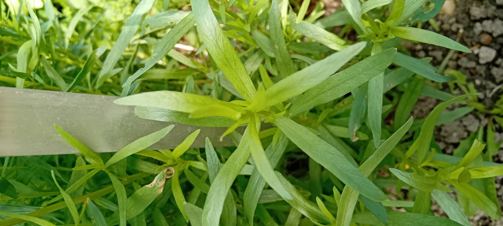 Artemisia dracunculus - Leaf