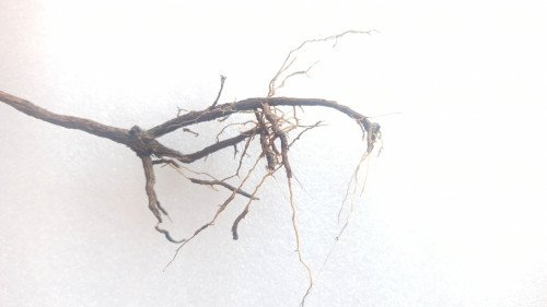 Telosma pallida