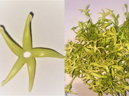 Telosma pallida