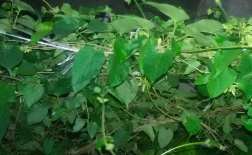 Telosma pallida